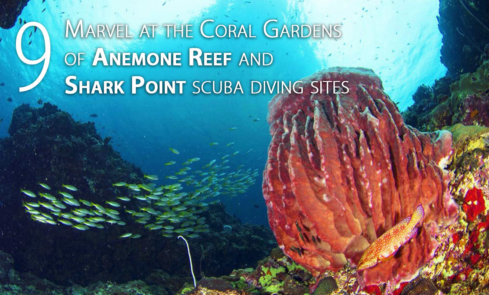 Anemone Reef