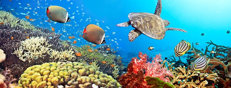 diving-phuket-7