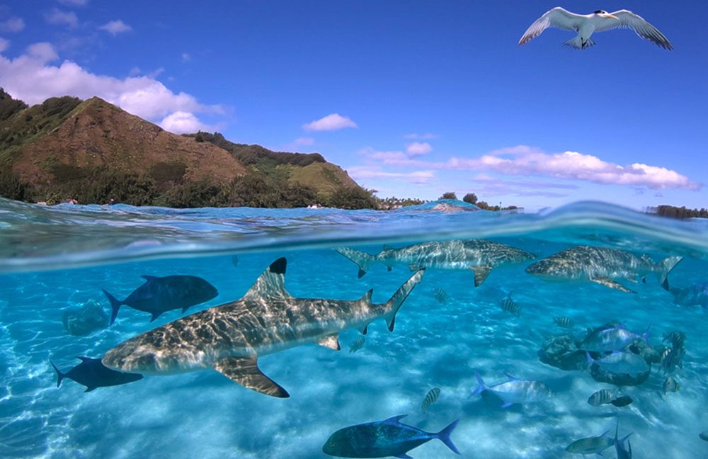 French Polynesia