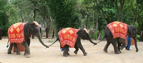 Elephant Rides Phuket
