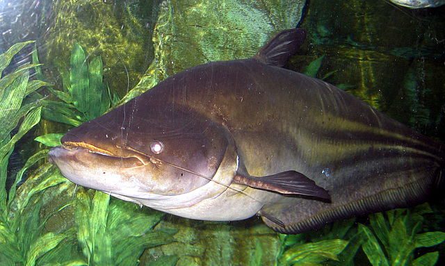Giant Catfish