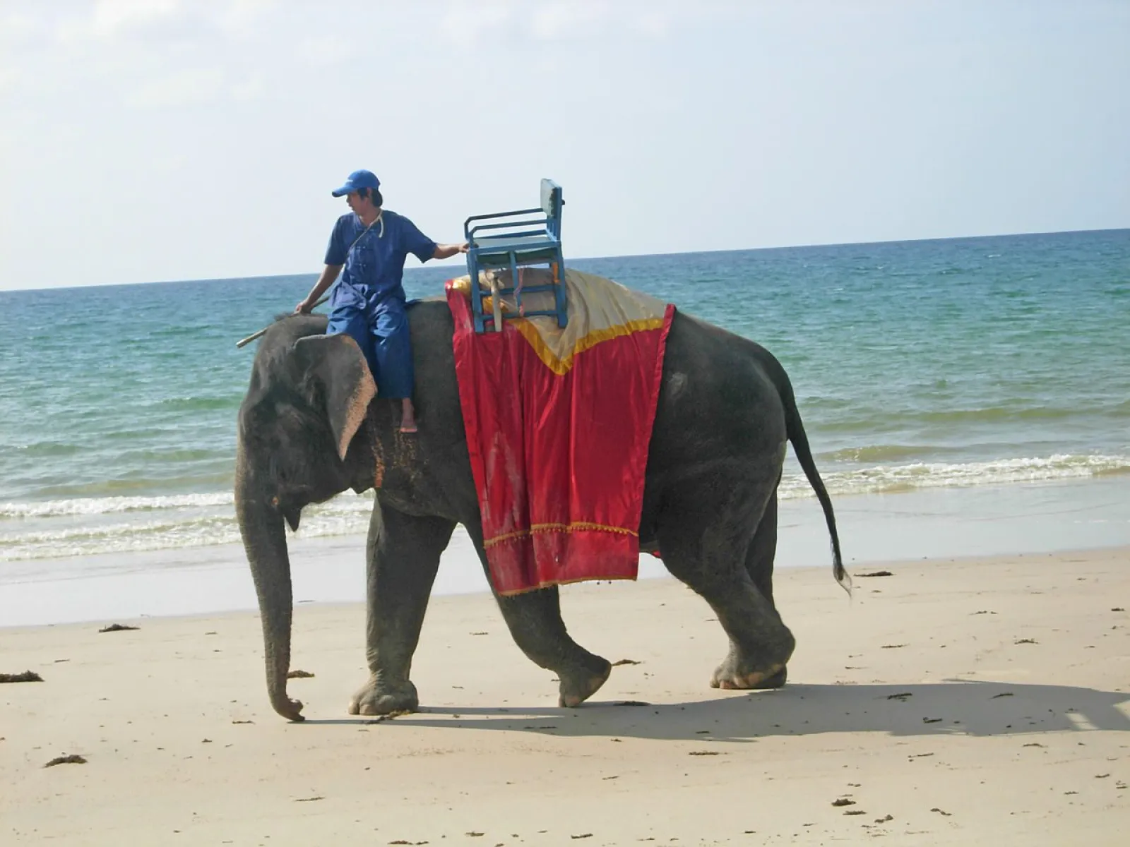 Animals to see on your sailing holidays in Thailand