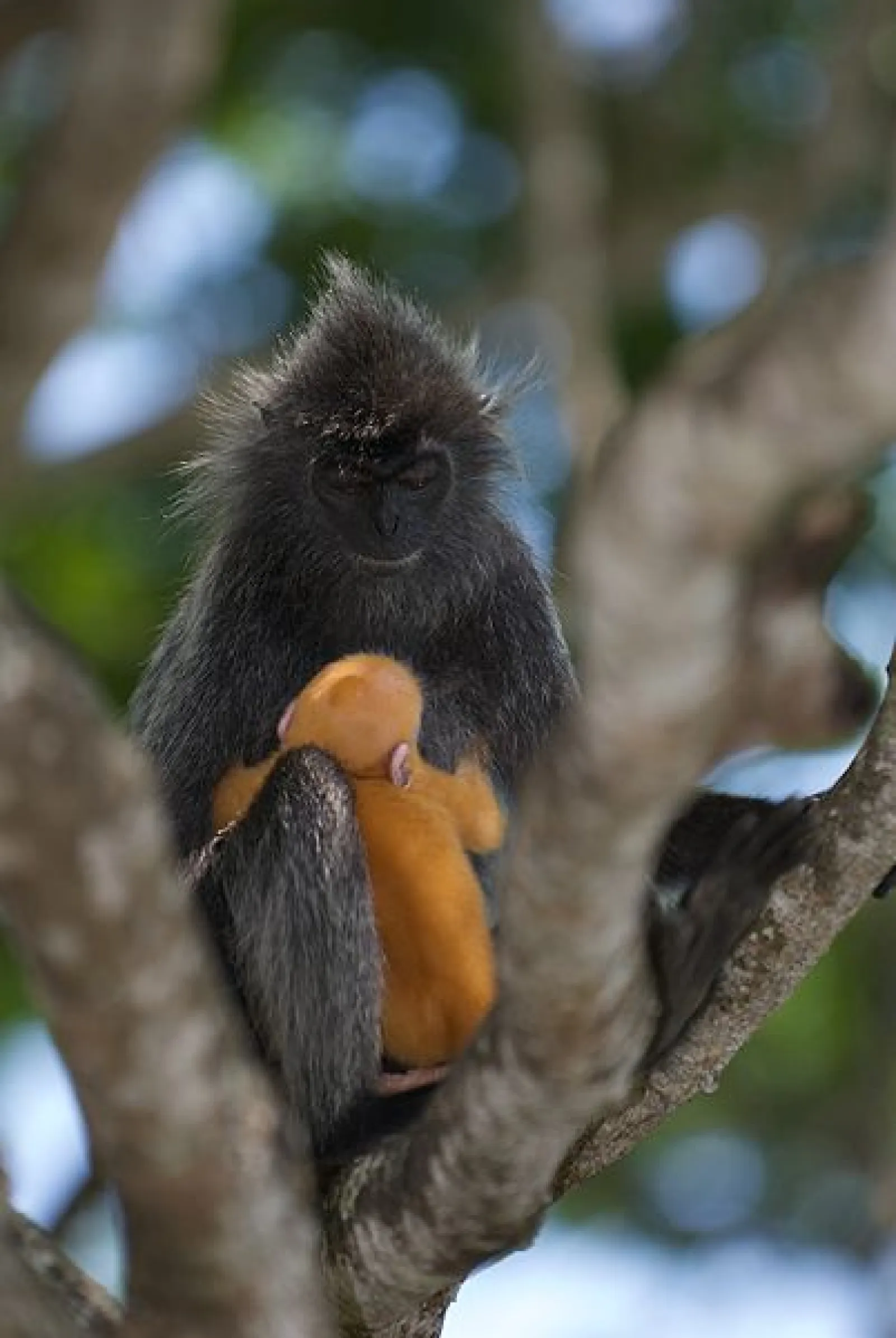 Top 5 Exotic animals to spot on a sailing holiday in Langkawi